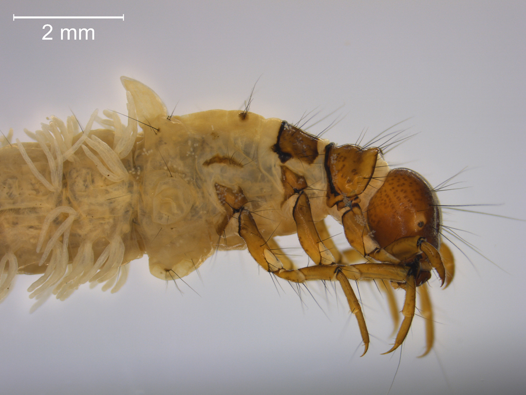 Grammotaulius nigropunctatus